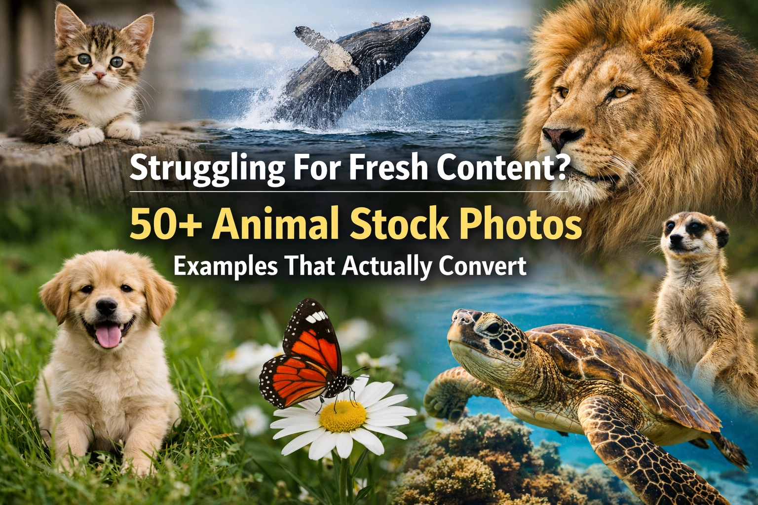 Struggling For Fresh Content? 50+ Animal Stock Photos Examples That Actually Convert