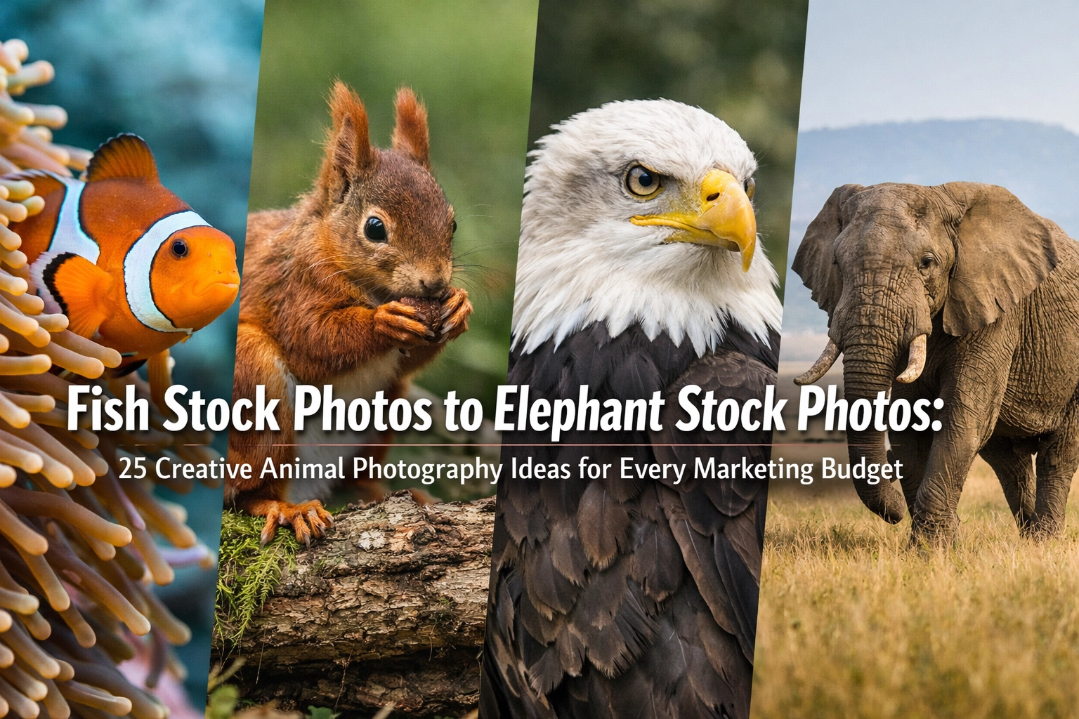 Fish Stock Photos to Elephant Stock Photos: 25 Creative Animal Photography Ideas for Every Marketing Budget