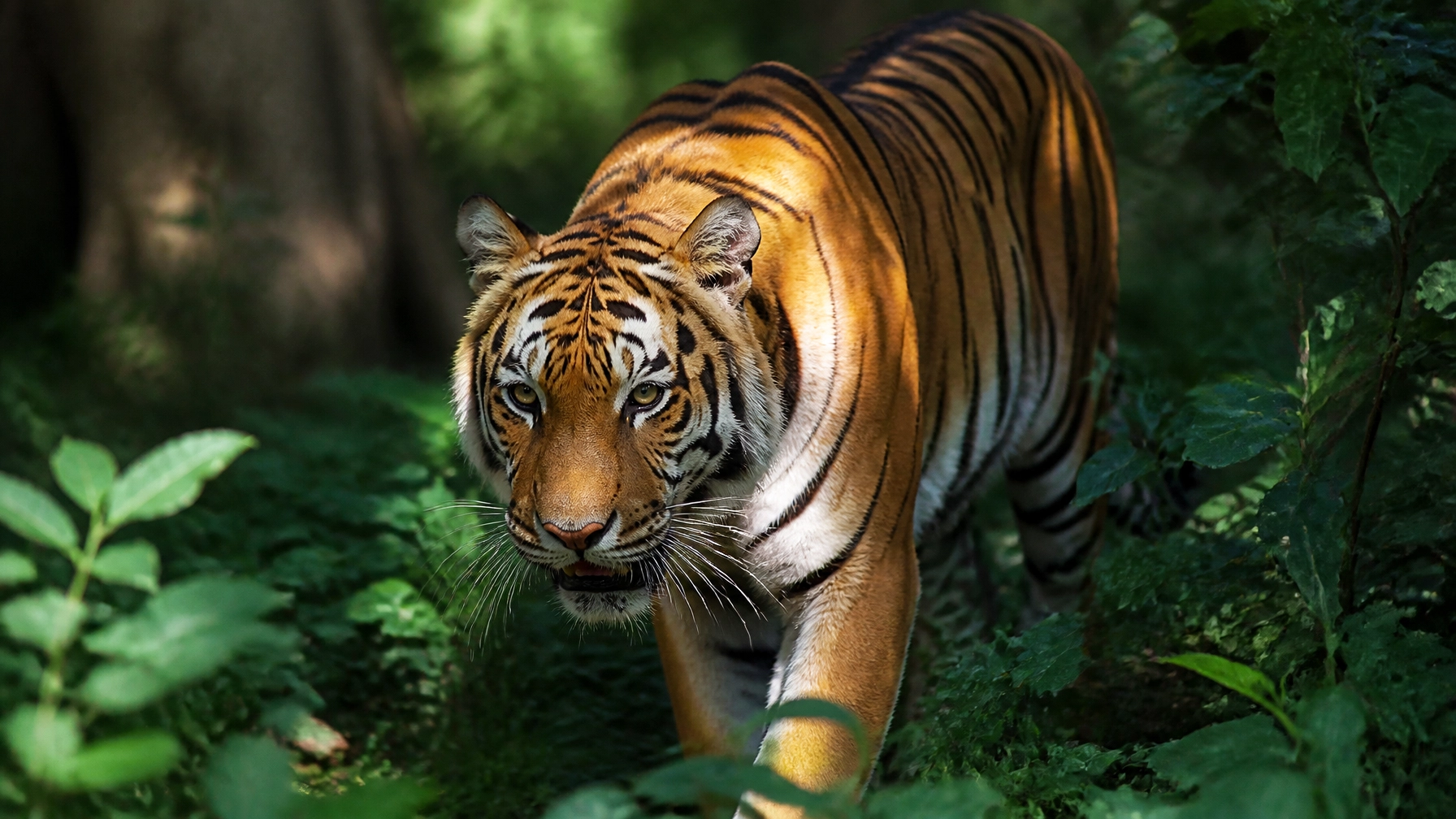 5 Steps How to Use Animal Stock Photos and Boost Social Engagement (Easy Guide for Marketers)