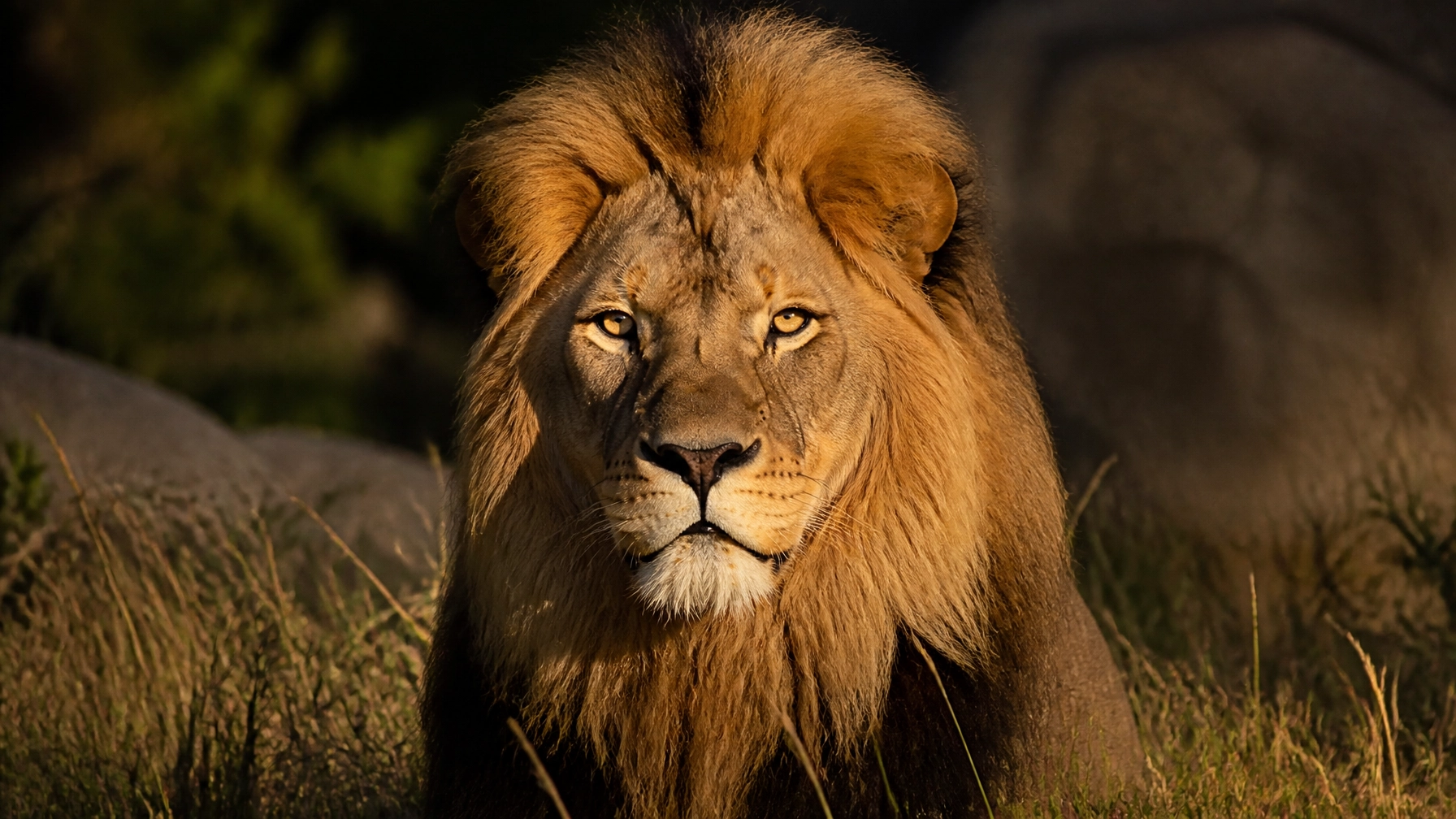 Lion Stock Photo Matters: Why Powerful Imagery Drives Zoo Engagement