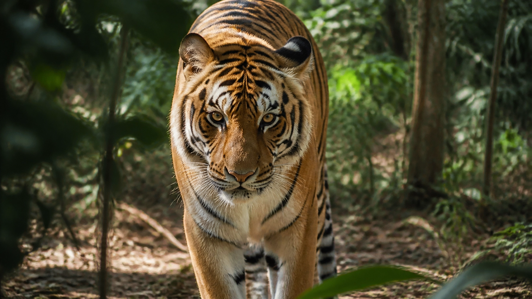 Sustainable Wildlife Stock Photos Matter: Why Authenticity Wins in 2026