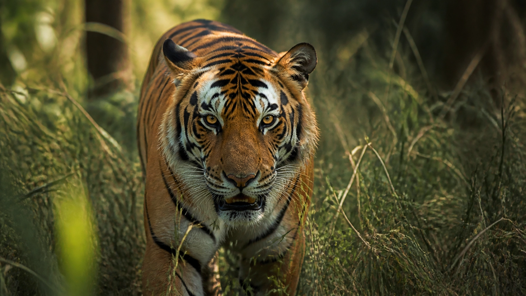 Looking for the Latest Wildlife News? Here Are 10 Things to Know About Our Species Spotlights