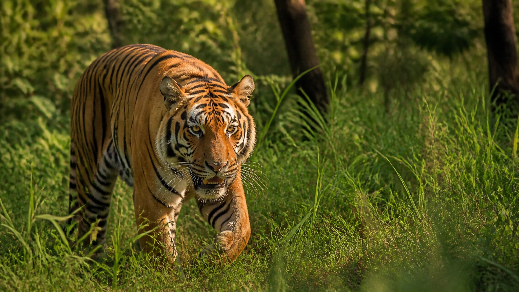 7 Mistakes You’re Making with Wildlife Stock Photos in Press Releases (and How to Fix Them)