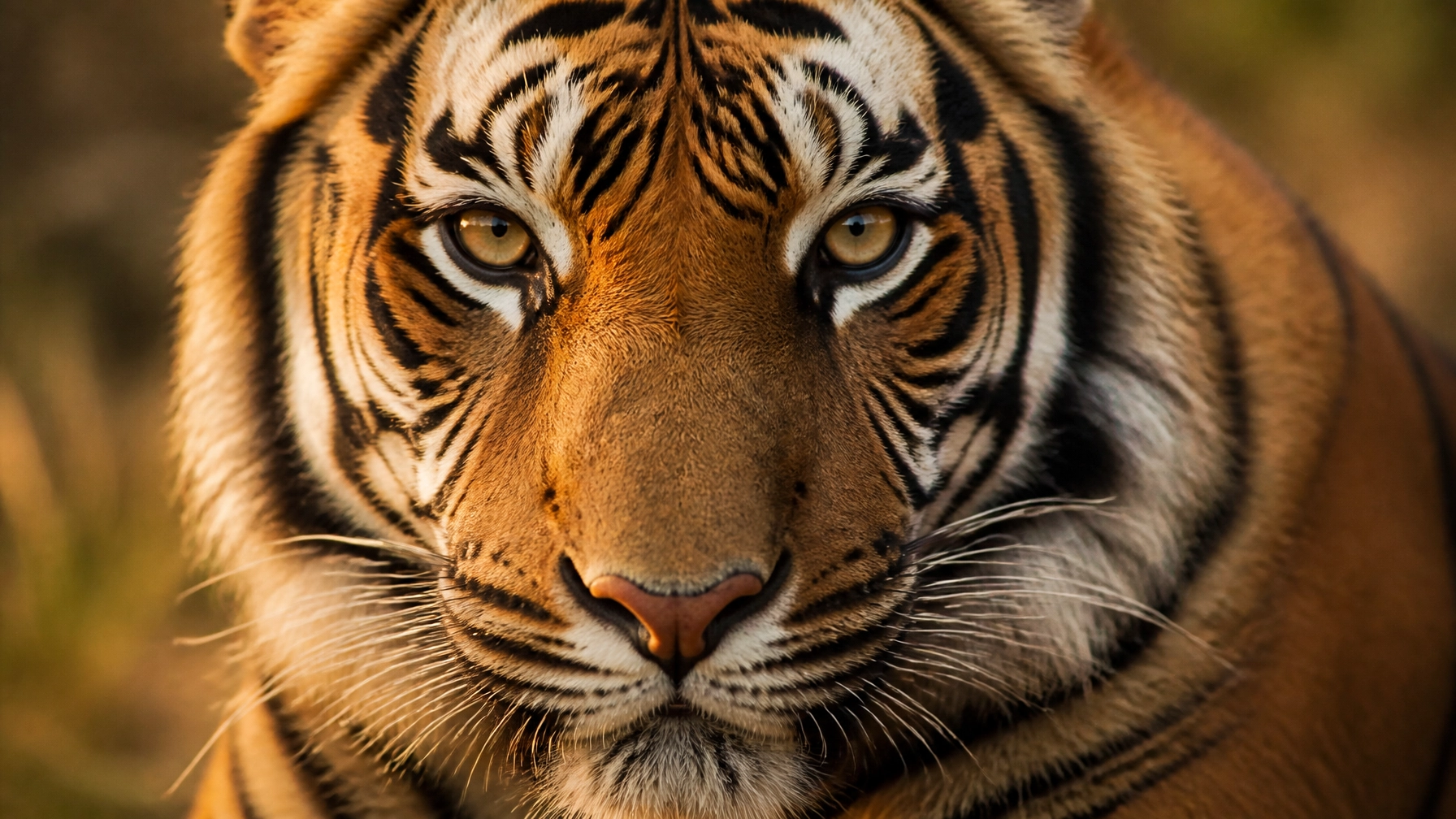 Is CGI Dead? Why 2026’s Biggest Zoo Marketing Campaigns Are Choosing Real Animal Stock Photos