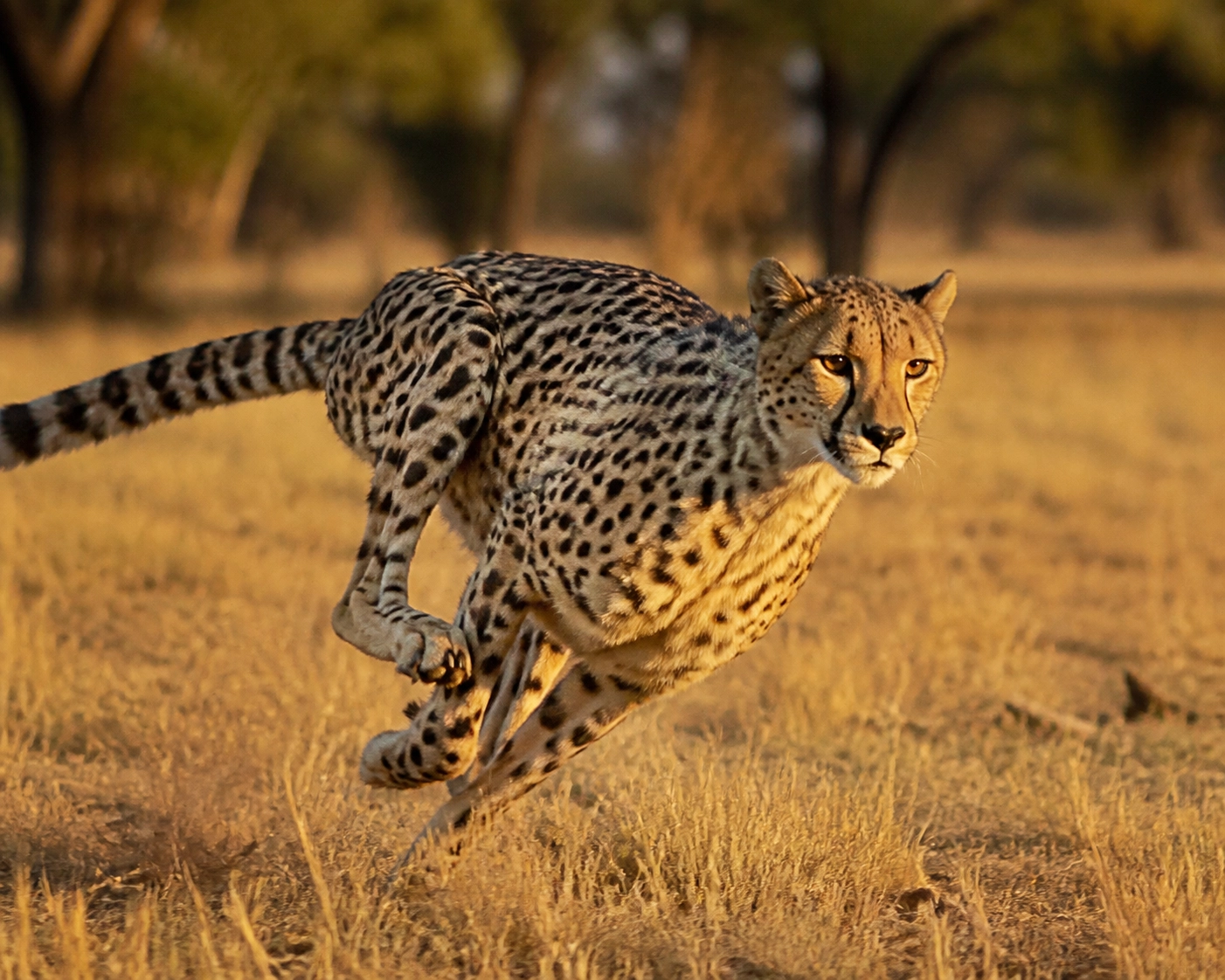 Daily Press Release: Species Spotlights & Conservation News – July 30, 2026