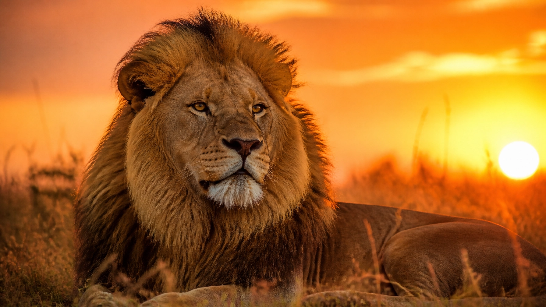 7 Mistakes You’re Making with Your Animal Stock Photos in Ethical Campaigns (and How to Fix Them)