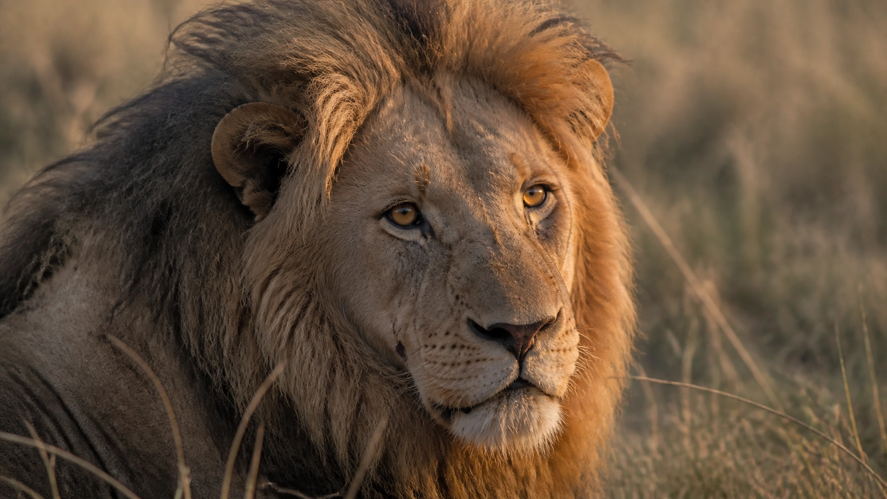 10 Reasons Your Lion Stock Photo Isn’t Driving Donations (And How to Fix It)