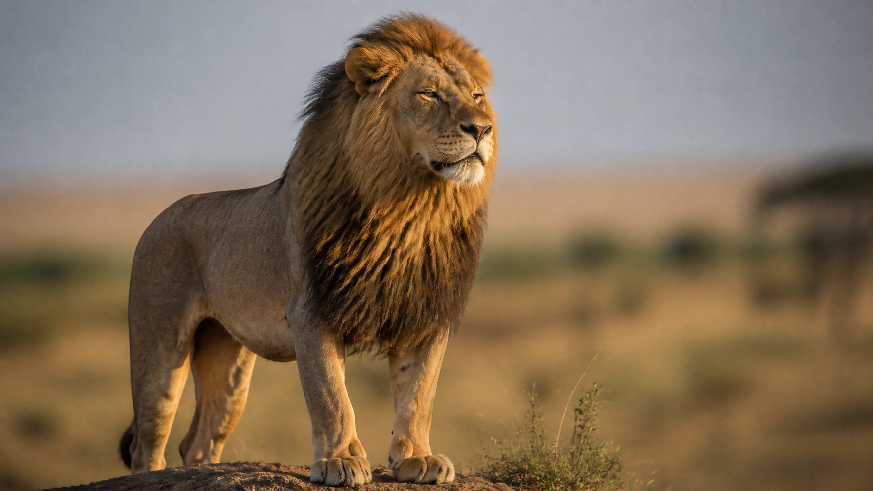 10 Reasons Your Lion Stock Photo Isn’t Driving Donations (And How to Fix It)
