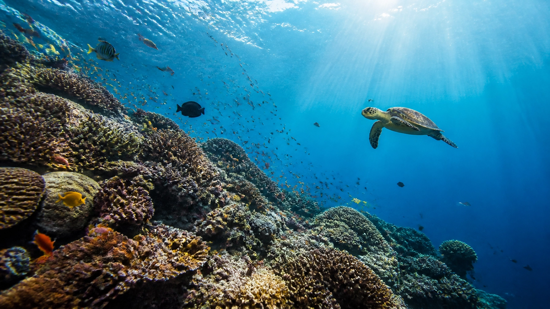 Top 10 Wildlife Marketing Insights for 2026 Aquariums