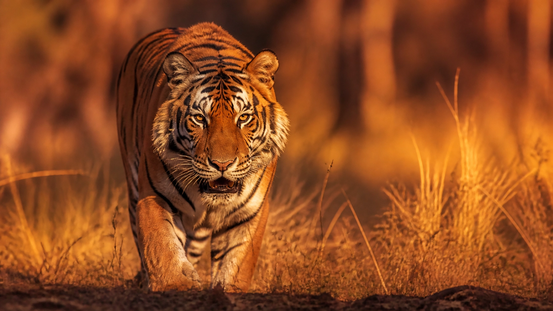 How to Choose the Best Tiger Stock Photo (Compared: India’s Big Cat Success vs. Sumatra’s Snare Struggle)