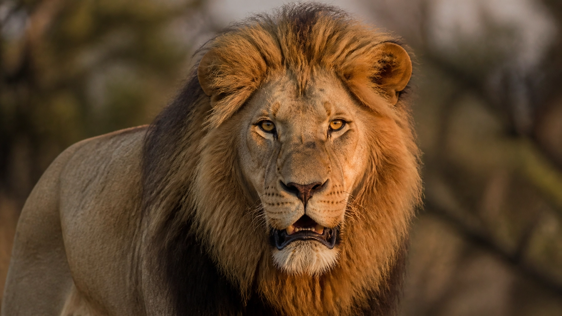 10 Reasons Your Lion Stock Photo Isn’t Driving Donations (And How to Fix It)