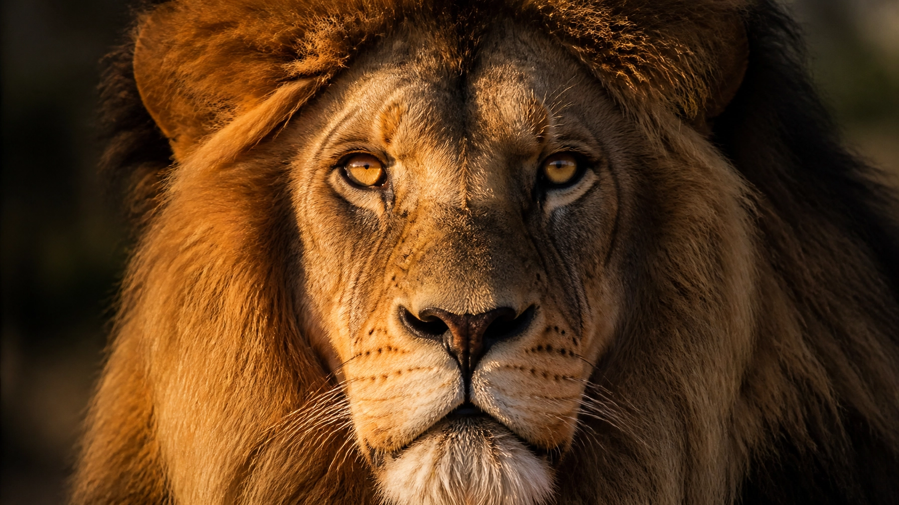 10 Reasons Your Lion Stock Photo Isn’t Driving Donations (And How to Fix It)