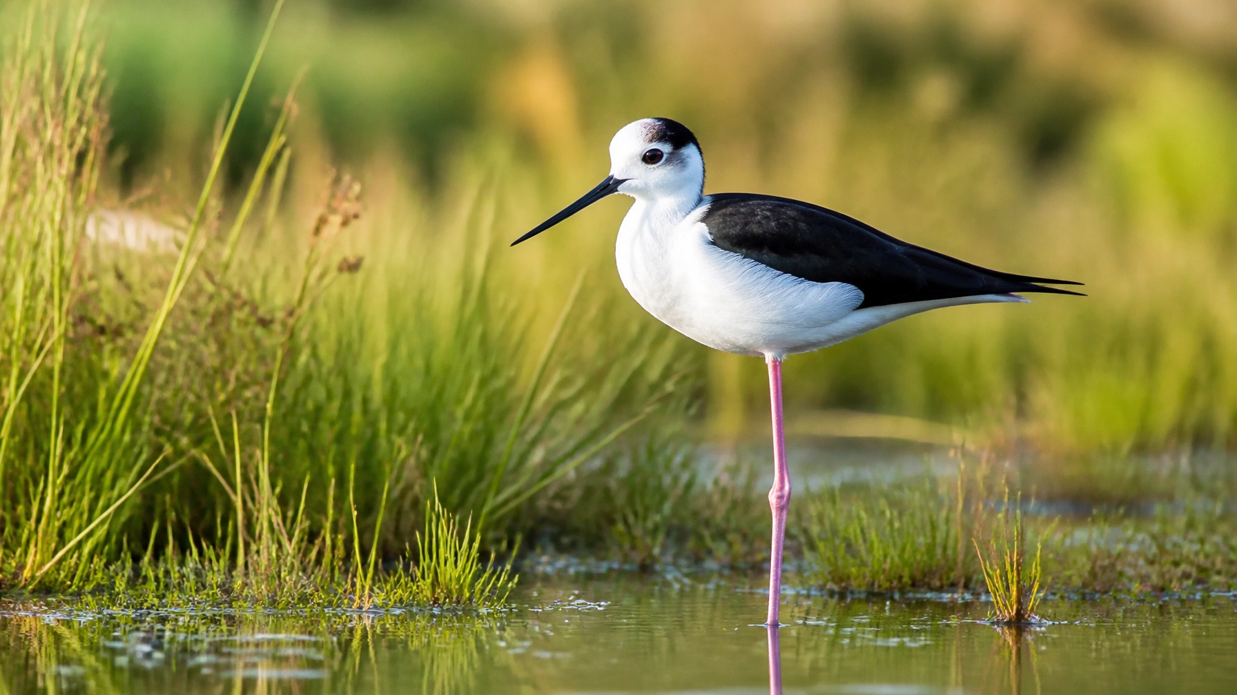 Daily Press Release: Species Spotlights & Conservation News – July 23, 2026