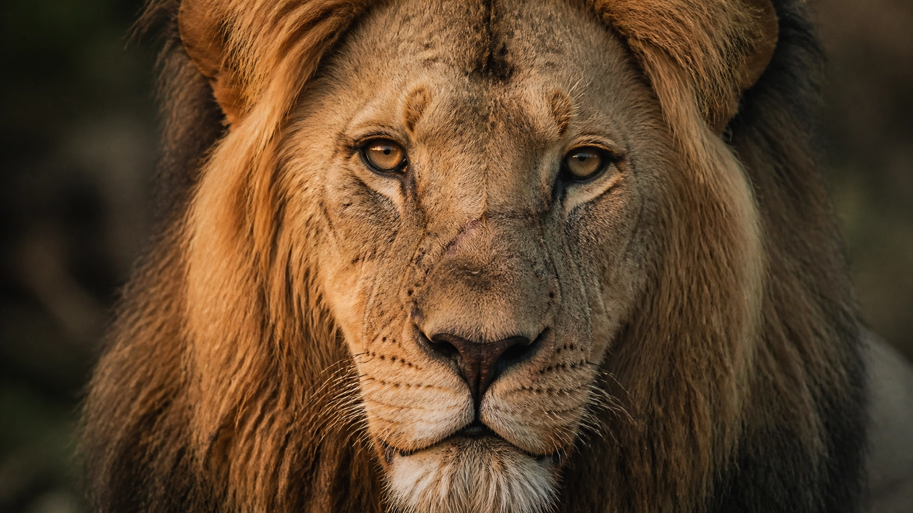 10 Reasons Your Lion Stock Photo Isn’t Driving Donations (And How to Fix It)