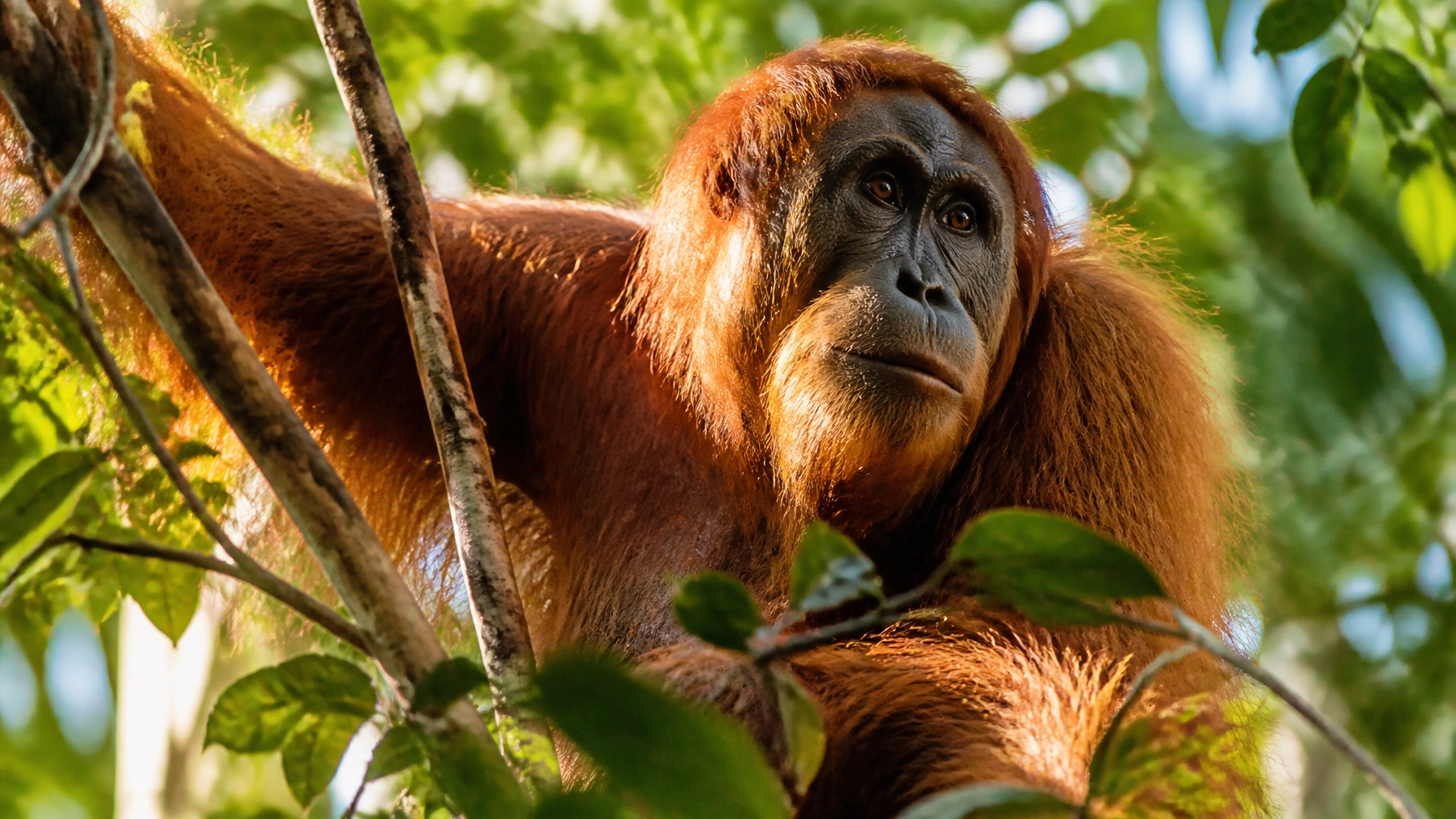 Daily Newsletter: Sustainable Wildlife Marketing Insights – July 30, 2026