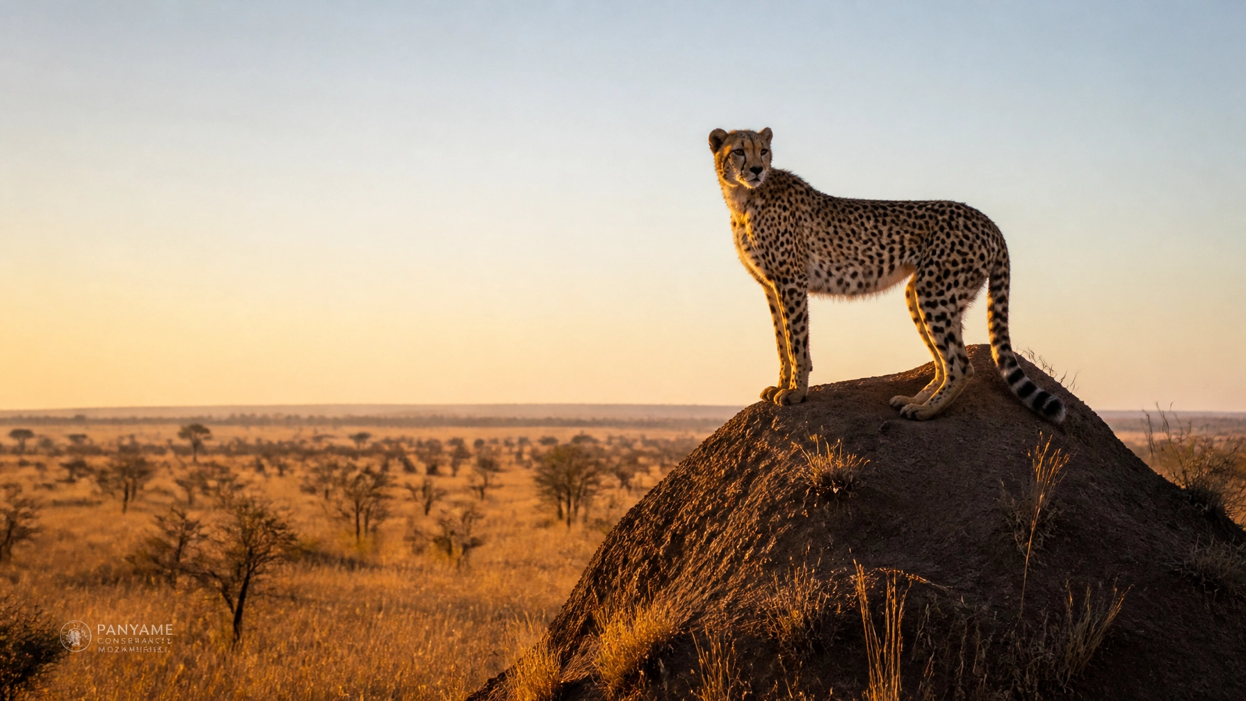 Daily Press Release: Species Spotlights & Conservation News – July 20, 2026
