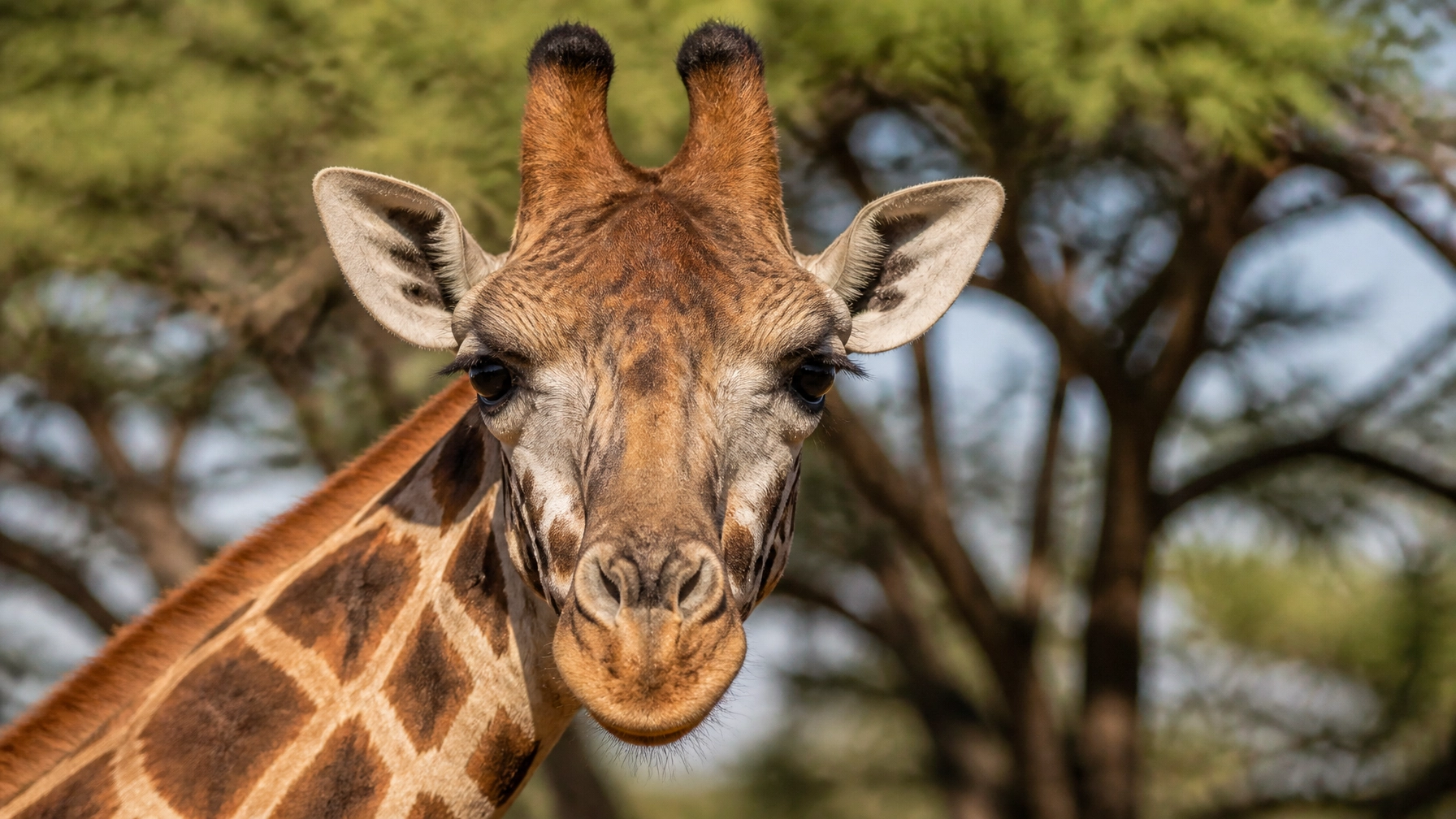 Daily Newsletter: Sustainable Wildlife Marketing : July 17, 2026