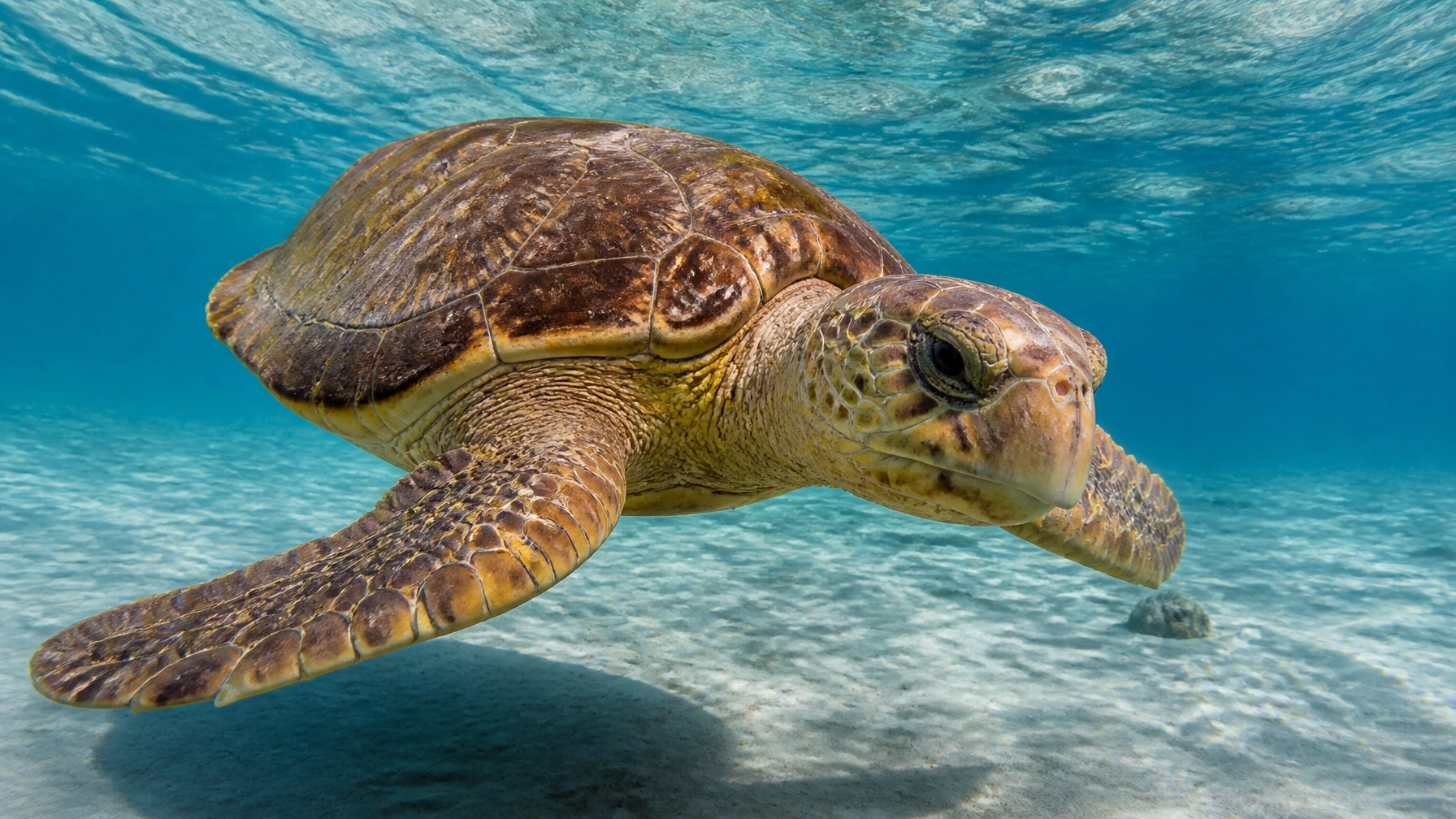Daily Wildlife Marketing Brief: Sustainable Visitor Engagement
