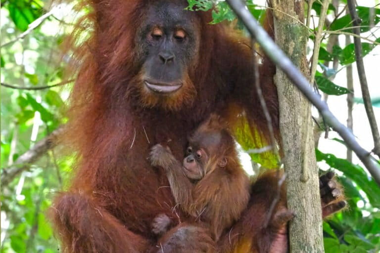 Daily Press Release: Species Spotlights & Conservation News