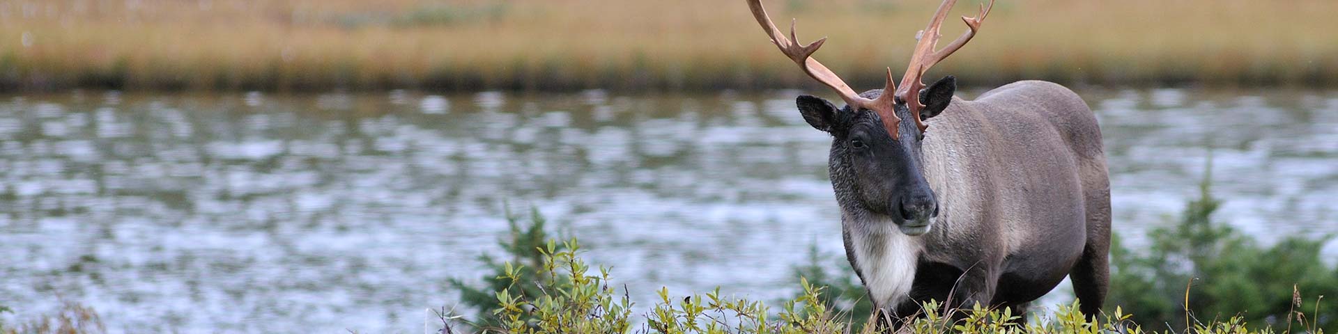 Daily Press Release: Species Spotlights & Conservation News – August 19, 2026