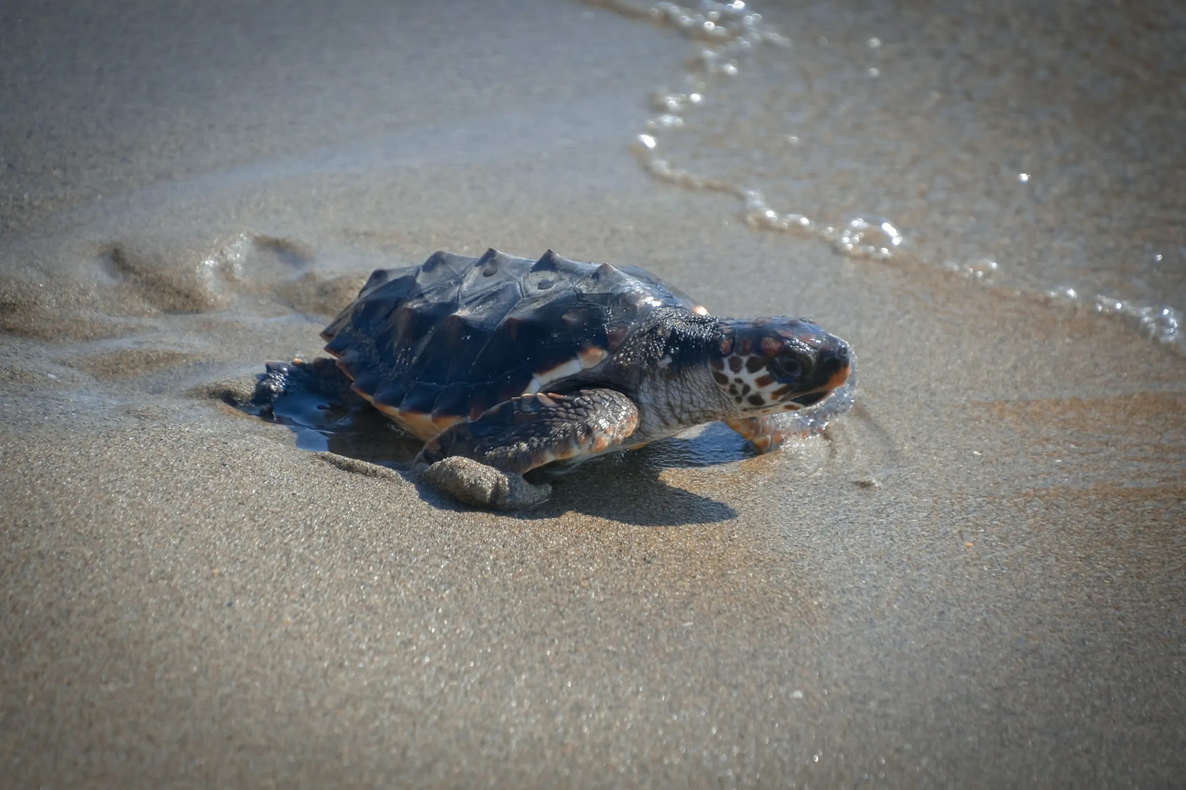 Daily Wildlife Marketing Brief: Make Conservation Useful to Visitors