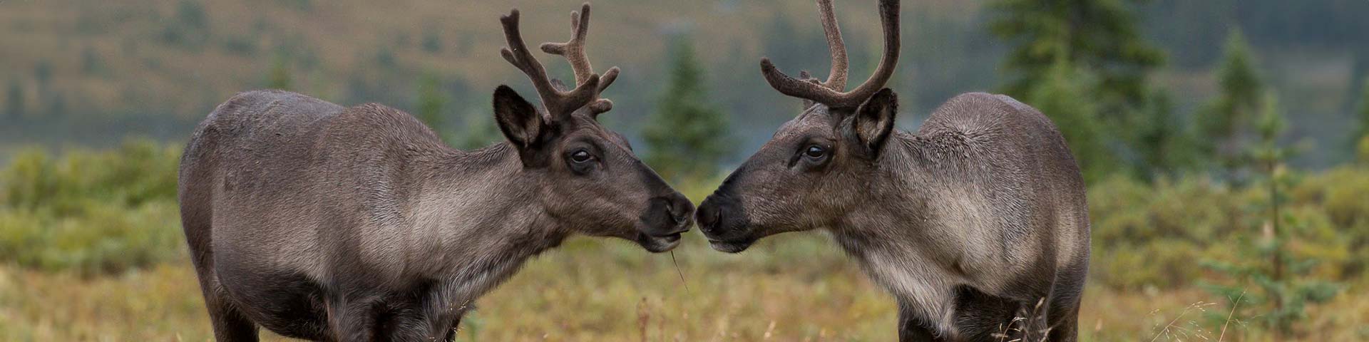 Daily Press Release: Species Spotlights & Conservation News – August 21, 2026