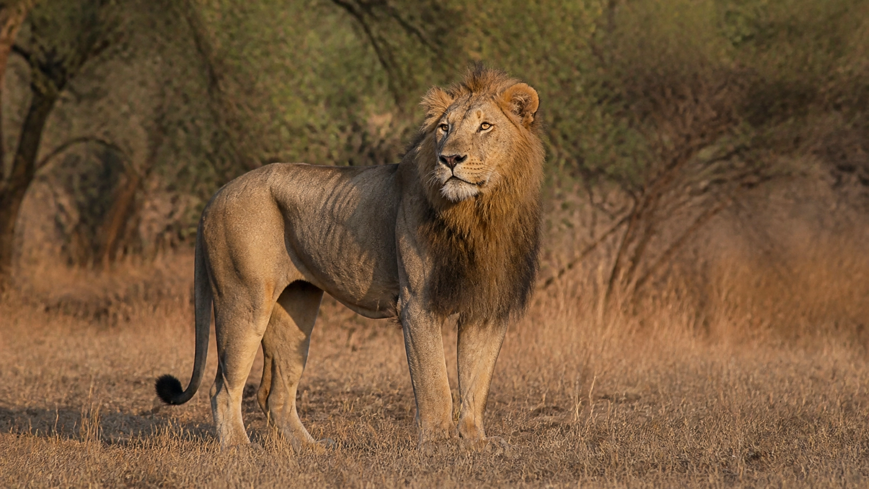 Daily Press Release: Species Spotlights & Conservation News