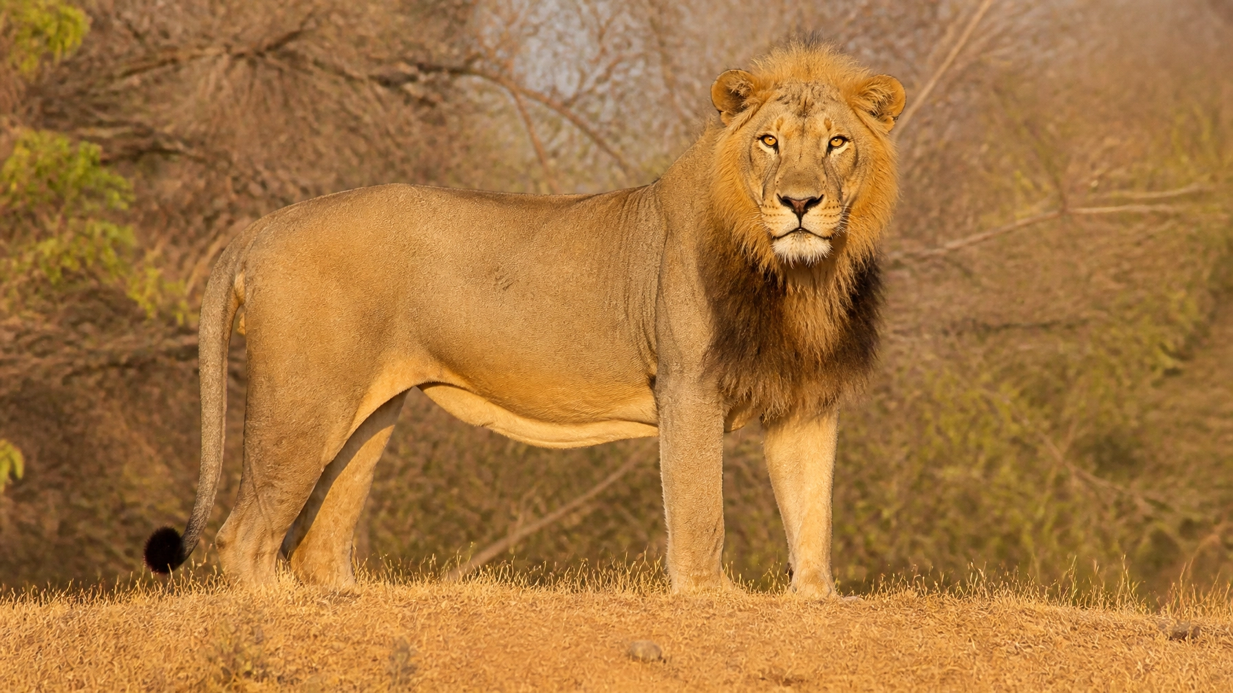 Daily Press Release: Species Spotlights & Conservation News – August 16, 2026